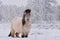 Yakut horses in Oymyakon