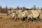 Yakut horses in Oymyakon