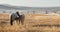 Yakut horses in Oymyakon