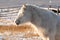 Yakut horses in Oymyakon