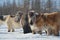 Yakut horses. Oymyakon, Yakutia. Russia