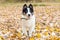 Yakut Husky with blue eyes on an autumn background in the forest