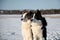 Yakut husky on the expanses of Yakutia