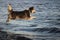 Yakut Laika jumps into the water