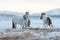 Yakutian horses living on year-round grazing in the extreme conditions of the north in the Sakha Republic, Siberia