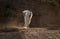 Yakutian Laika boy running in the mountains at sunset