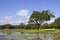 Yala landscape with water lillies