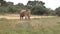 yala wild tusker elephant in dust