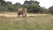 yala wild tusker elephant in dust