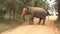 yala wild tusker elephant in dust