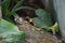 Yallow poison dart frog