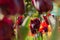 Yalta April 28, 2021 Nikitsky Botanical Garden tulip parade