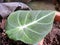 Yam flower plant leaf green focus