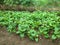 Yam plantation cuba agriculture