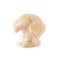 Yamabushitake mushroom or lion mane mushroom isolated over white background