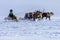 Yamal, open area, tundra,The extreme north, Races on reindeer sled in the Reindeer Herder\'s Day on Yamal