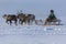 Yamal, open area, tundra,The extreme north, Races on reindeer sled in the Reindeer Herder\'s Day on Yamal