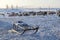 Yamal peninsula, Siberia. A herd of reindeer in winter, Reindeers migrate for a best grazing in the tundra nearby of polar circle