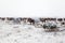 Yamal peninsula, Siberia. A herd of reindeer in winter, Reindeers migrate for a best grazing in the tundra nearby of polar circle