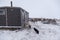 Yamal peninsula, Siberia. A herd of reindeer in winter, Reindeers migrate for a best grazing in the tundra nearby of polar circle