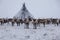 Yamal peninsula, Siberia. A herd of reindeer in winter, Reindeers migrate for a best grazing in the tundra nearby of polar circle