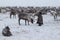 Yamal peninsula, Siberia. A herd of reindeer in winter, Reindeers migrate for a best grazing in the tundra nearby of polar circle