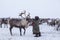 Yamal peninsula, Siberia. A herd of reindeer in winter, Reindeers migrate for a best grazing in the tundra nearby of polar circle