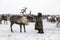 Yamal peninsula, Siberia. A herd of reindeer in winter, Reindeers migrate for a best grazing in the tundra nearby of polar circle