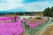 Yamanashi, Japan - May 1, 2017 : Pink moss or shibasakura field