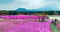 Yamanashi, Japan - May 1, 2017 : Pink moss or shibasakura field