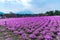 Yamanashi, Japan - May 1, 2017 : Shibasakura field or pink moss flower with Mt.Fuji background in Fuji shibasakura festival Japan.