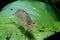 Yamato dwarf shrimp bend body and stay on green leaf in freshwater aquarium tank