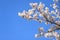 Yamazakura branches and cherry blossoms are in full bloom in the morning