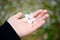 Yamazakura varieties of cherry blossoms lay on the hands of white women