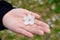 Yamazakura varieties of cherry blossoms lay on the hands of white women