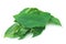 The Yanang leaves on white background