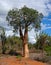 Yang baobab Adansonia madagascariensis
