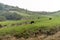 Yangmingshan Nation Park Cow at Qing Tian Gang, Taipei Apr 2016