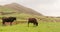 Yangmingshan Nation Park Cow at Qing Tian Gang, Taipei Apr 2016