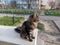 Yard black cat on a parapet in the yard