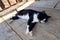 Yard black and white cat dozes on the porch of a wooden house after lunch