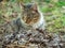 Yard cat among the grass and dry leaves.