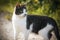 A yard cat turned around, standing on a country road