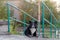 The yard dog in the Northern village lies on the stairs looking directly.