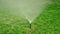 Yard grass sprinkler. Garden grass irrigation. Water springer in lawn with dog spots.