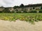 Yard of Ipomoea pes-caprae or Bayhops or Beach morning glory flower.