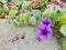 Yard of Ipomoea pes-caprae or Bayhops or Beach morning glory flower.