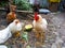 In the yard, large tame chickens come close