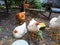 In the yard, large tame chickens come close