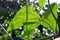 Yard long bean virus disease, leaf mosaic